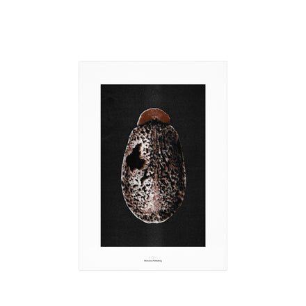 Origins No 3 Limited Print